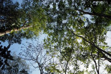 The green forrest make you feel fresh