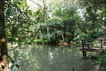 stream in forest look very cool and peace