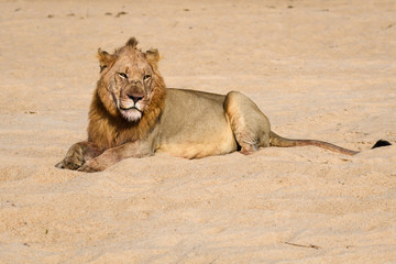 Portrait of a young male lion lying down resting on a sandy beach, South Africa
