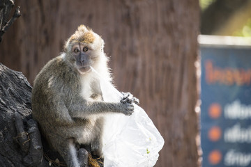 Monkey is looking for food that human left in the bid. They might die from eating plastic.