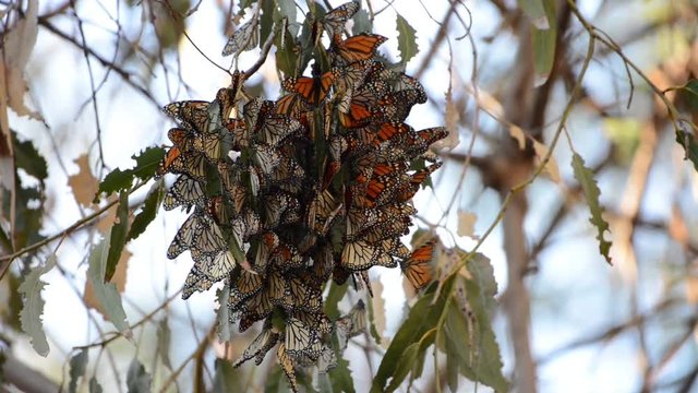 HD Video of many Monarch Butterflies in a Eucalyptus tree, clustering together to keep warm as the temps drop in evening. The monarch butterfly may be the most familiar North American butterfly