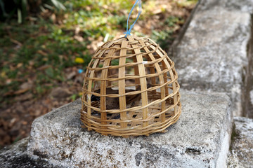 a small bird in natural cage for sell