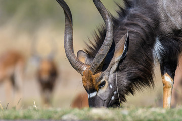 Close up of a male nyala, a type of antelope, grazing with others in the background, South Africa
