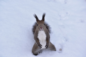 目の前に立つ冬のエゾリス