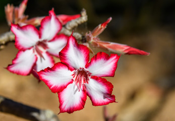 Close up of a white and pink Impala Lily flower, South Africa
