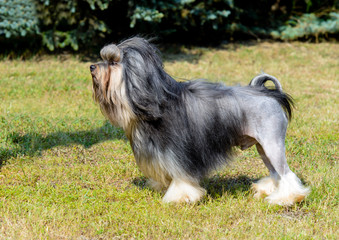 Little Lion Dog  in profile.  Little Lion Dog is on the grass in park.