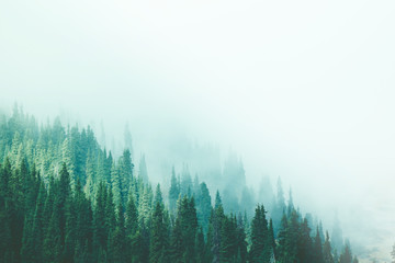 Misty fog pine forest mountain slopes color toning