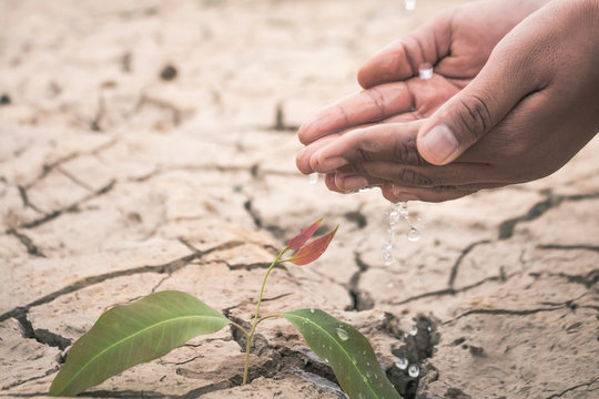 Hand of boy save little green plant tree on cracked dry ground.