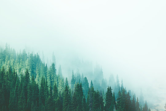 Misty fog pine forest mountain slopes color toning © Alexandr Bakanov