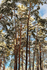 Fototapeta premium Pine trees after a snowfall