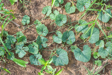 Green leafs of gourd