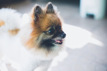 Dog are playing happily in front of the house
