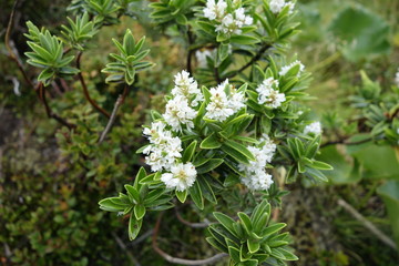 マウンテンヒービーの花、マウントクック、フッカーバレー