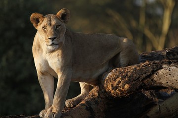 Obraz premium Lioness on the tree