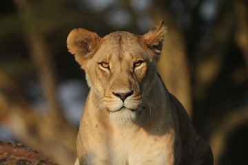 Lioness