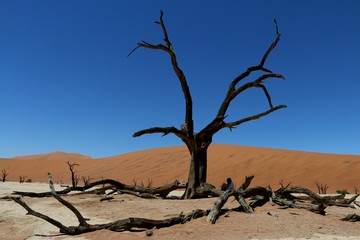 Fototapeta na wymiar Dead Vlei in Namibia