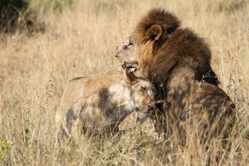 lions in love