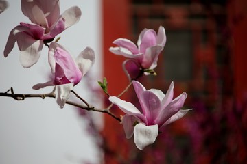 lily magnolia flower
