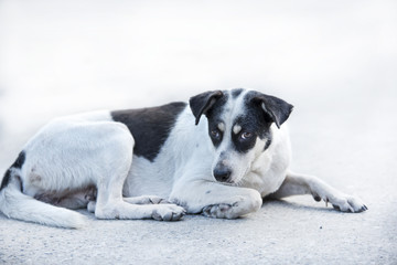 Thai Stray dog on the road.