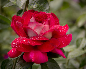 Kronenbourg rose close-up