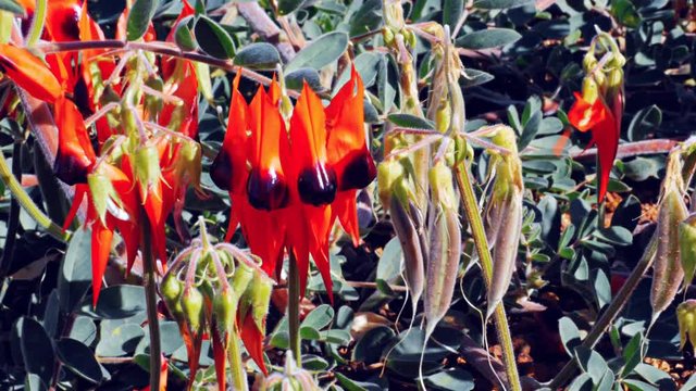 a close up slider shot of a group of bright red start's desert pea