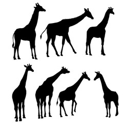 vector set of giraffes