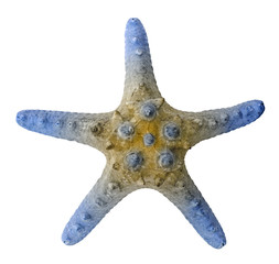 Close  up of  starfish