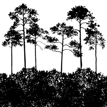 vector landscape with pine trees