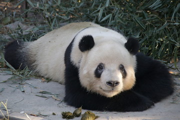 Obraz premium Giant Panda in Beijing, China