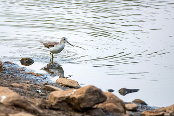 Common greenshank or Tringa nebularia