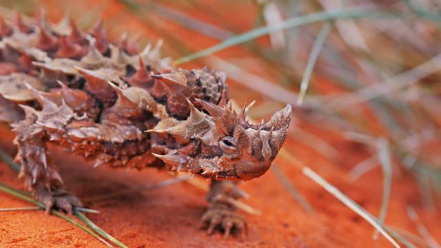 close up of the head of a thorny devil lizard