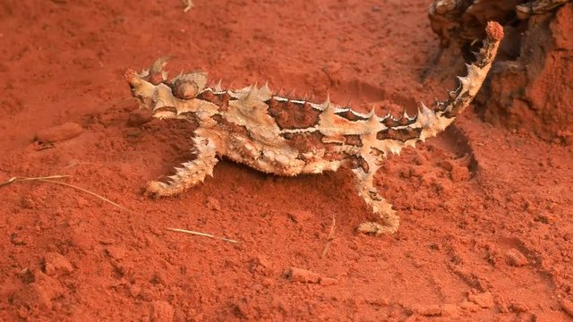 close up of a thorny dragon lizard walking