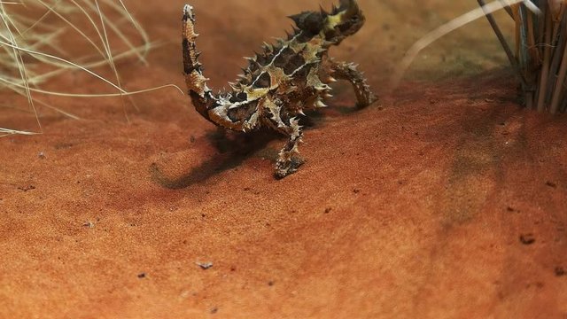 an australian thorny dragon walks up a sand dune