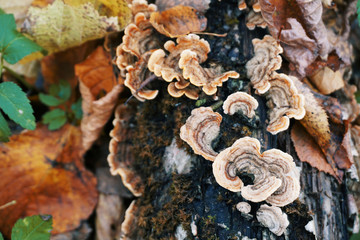 Parasite mushroom on a tree trunk close up on an autumn background.