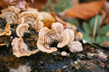 Parasite mushroom on a tree trunk close up on an autumn background.