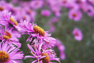 Many pink chrysanthemum flowers, selective focus, close-up.