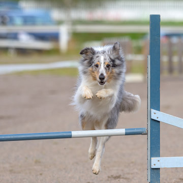 Shetland Sheepdog jumps over an agility hurdle in agility competition