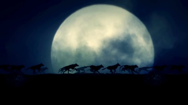 Pack of Wolves Running on a Full Moon Night