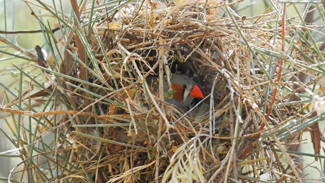 a zebra finch returns to its nest