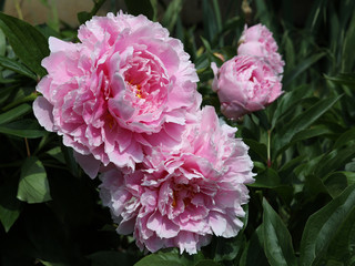 Blooming pink peony 