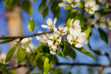 Branch of blossoming pear tree closeup