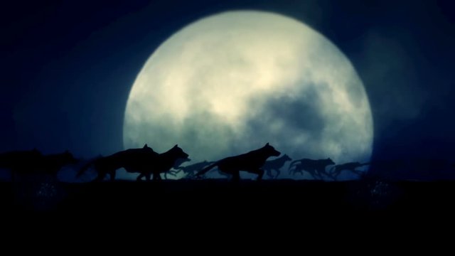 Big Pack of Wolves Running on a Full Moon Night