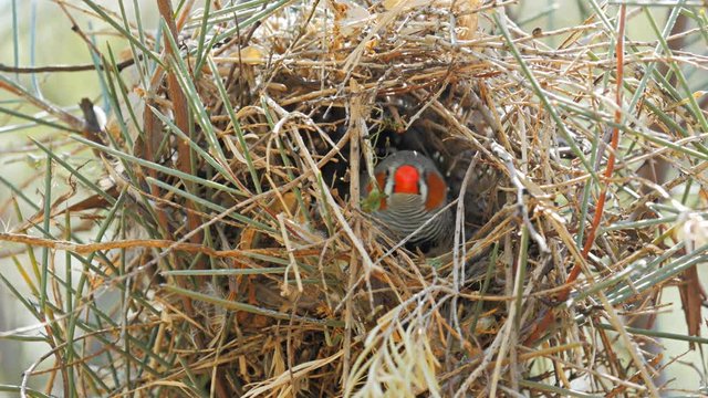 a zebra finch tends to its nest