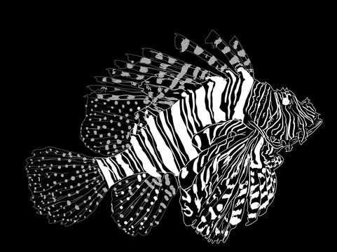 black and white lionfish on black background clip art preview