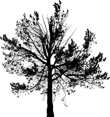 illustration with large pine tree black silhouette