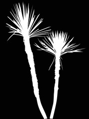 two white small palm trees isolated on black