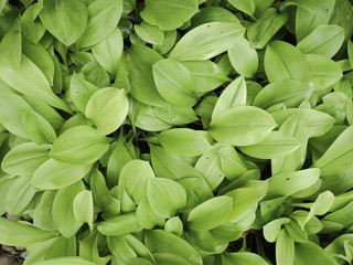 close up Epipremnum aureum nature green background