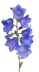 eight blue bellflower blooms on green stem