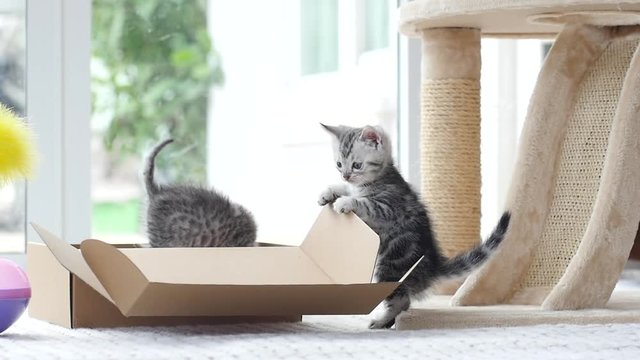 Silver tabby kitten playing with Gold tabby kitten on box slow motion 