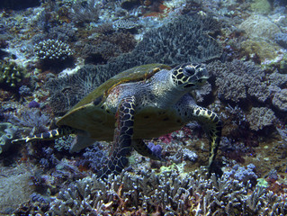 Sea turtle resting on corals at the Komodo Islands